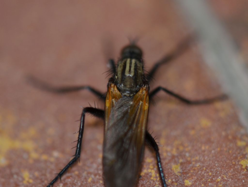 Dittero da identificare
